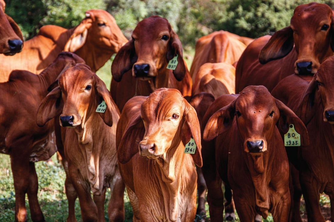 India’s Dairy Journey: From Traditional Herds to the White Revolution